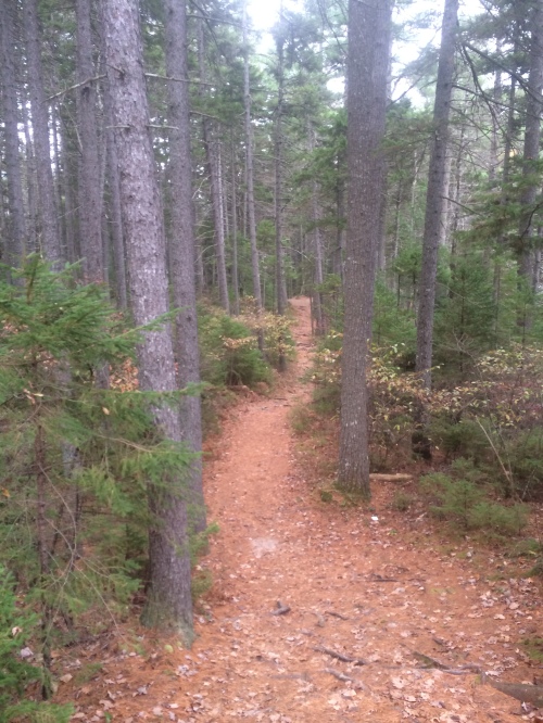 A nice bit of trail